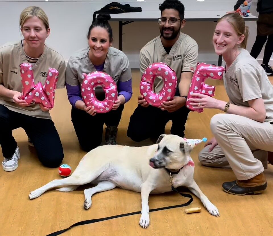 Tracy the dog is the staff favorite at PAWS Chicago's Adoption Center.